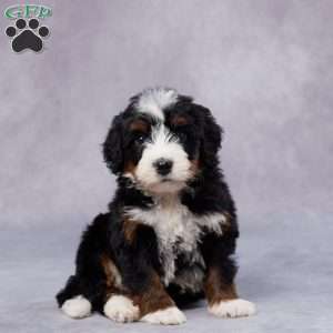 Blake, Mini Bernedoodle Puppy